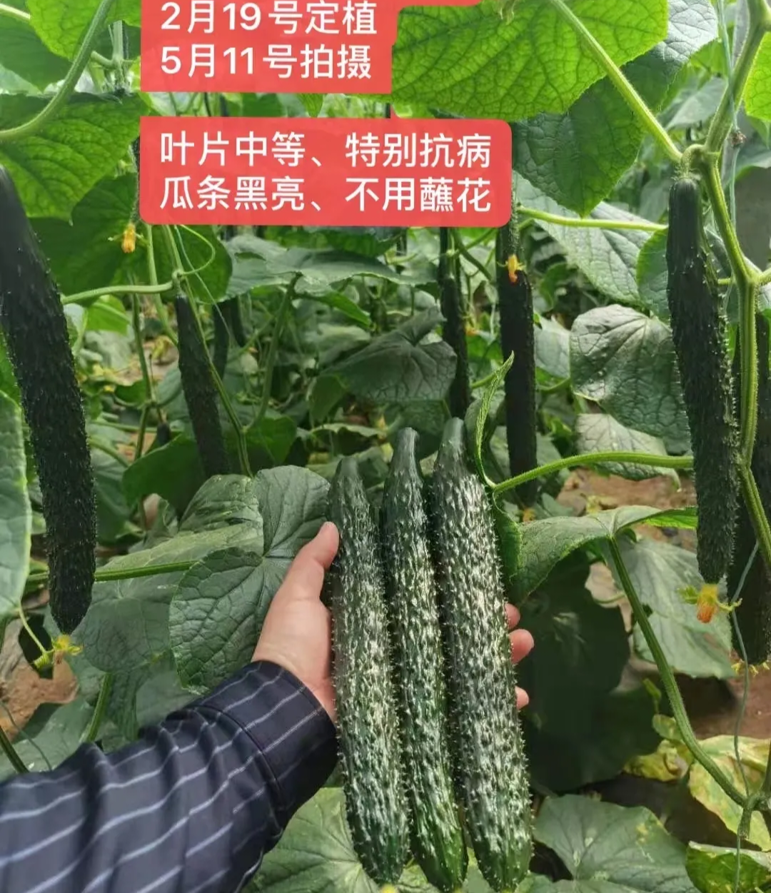 聊城黄瓜种子（系列）